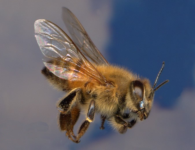 a picture showing the african killer bee